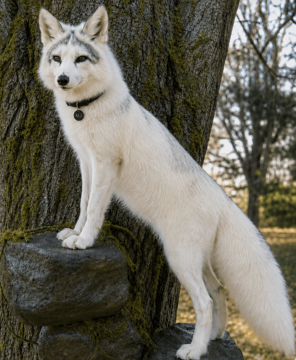 White Siberian Husky dog standing on a rock with a tree trunk behind it, outdoors in a park-like setting.