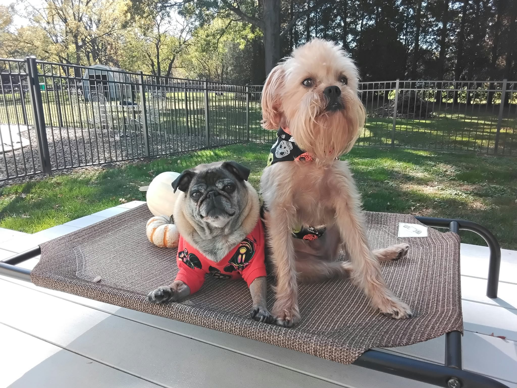 Two dogs sitting on a mat outdoors, one wearing a red outfit and the other a black collar, with a fence and trees in background.