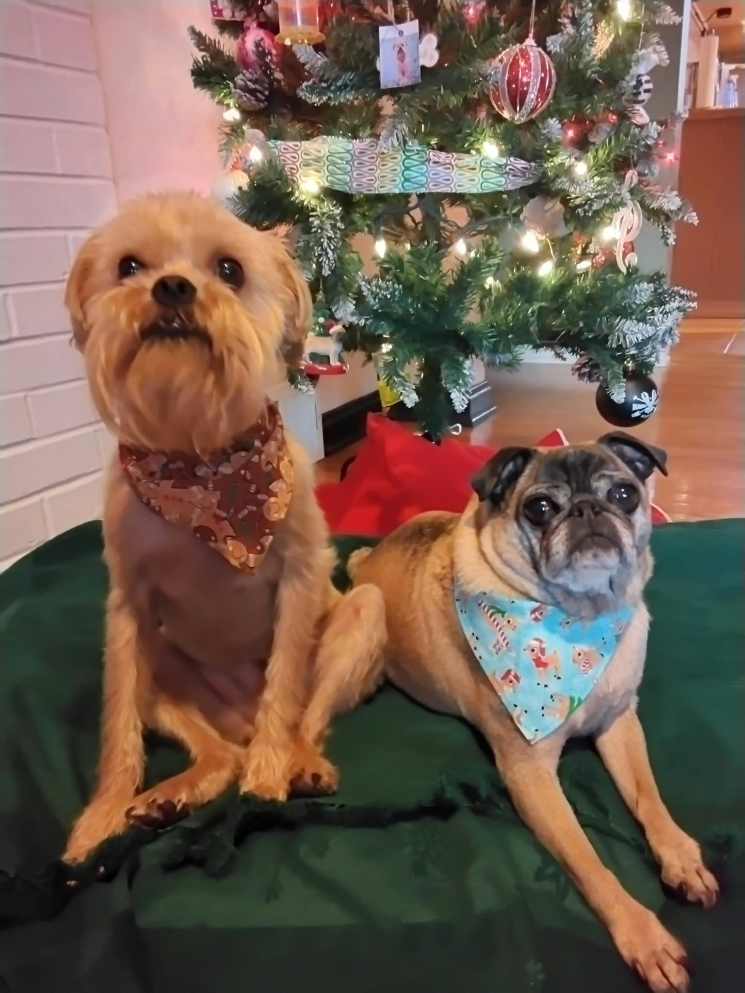 Two dogs sitting in front of a decorated Christmas tree, one with a brown bandana and the other with a blue bandana, on a green surface.
