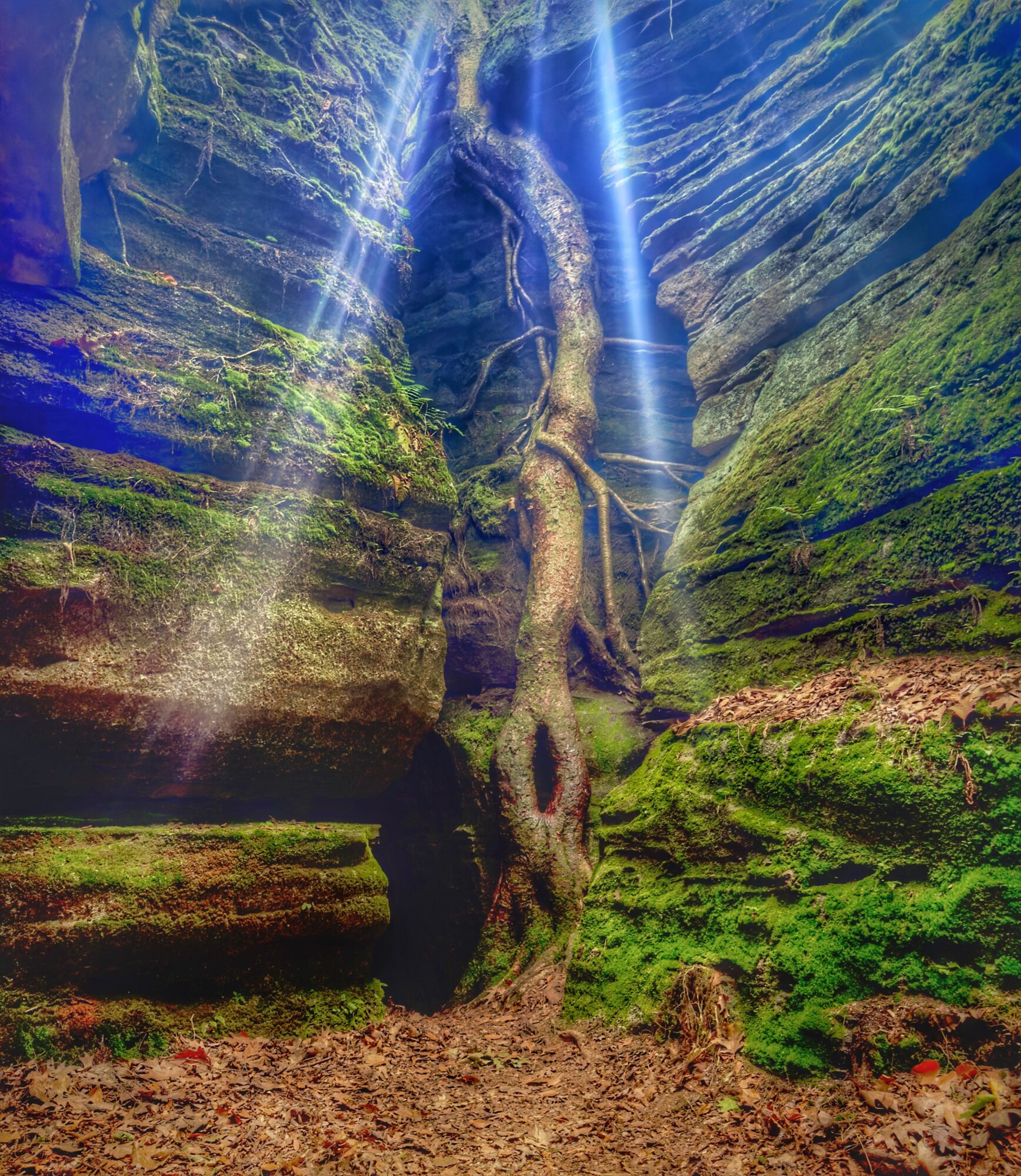 A tree trunk stands in a green, rocky ravine beneath shafts of sunlight.