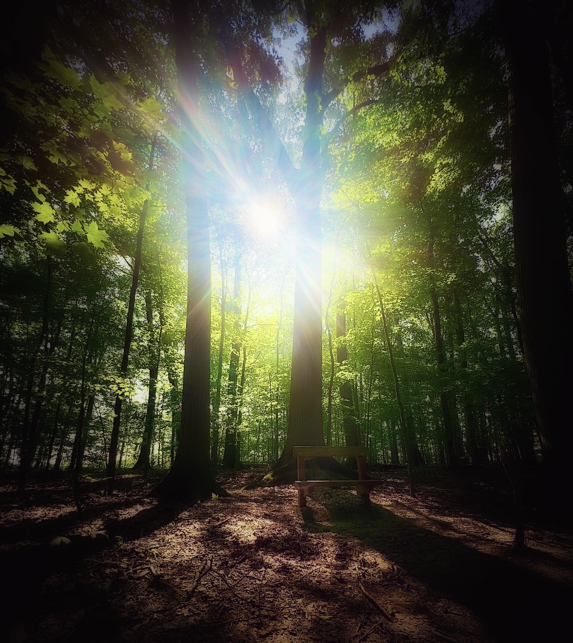Sunlight streams through a dense forest, illuminating tall trees and a leaf-covered path.